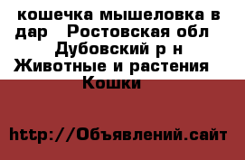 кошечка мышеловка в дар - Ростовская обл., Дубовский р-н Животные и растения » Кошки   